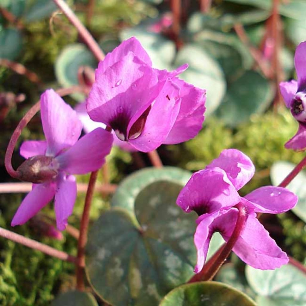 Cyclamen coum Rosa
