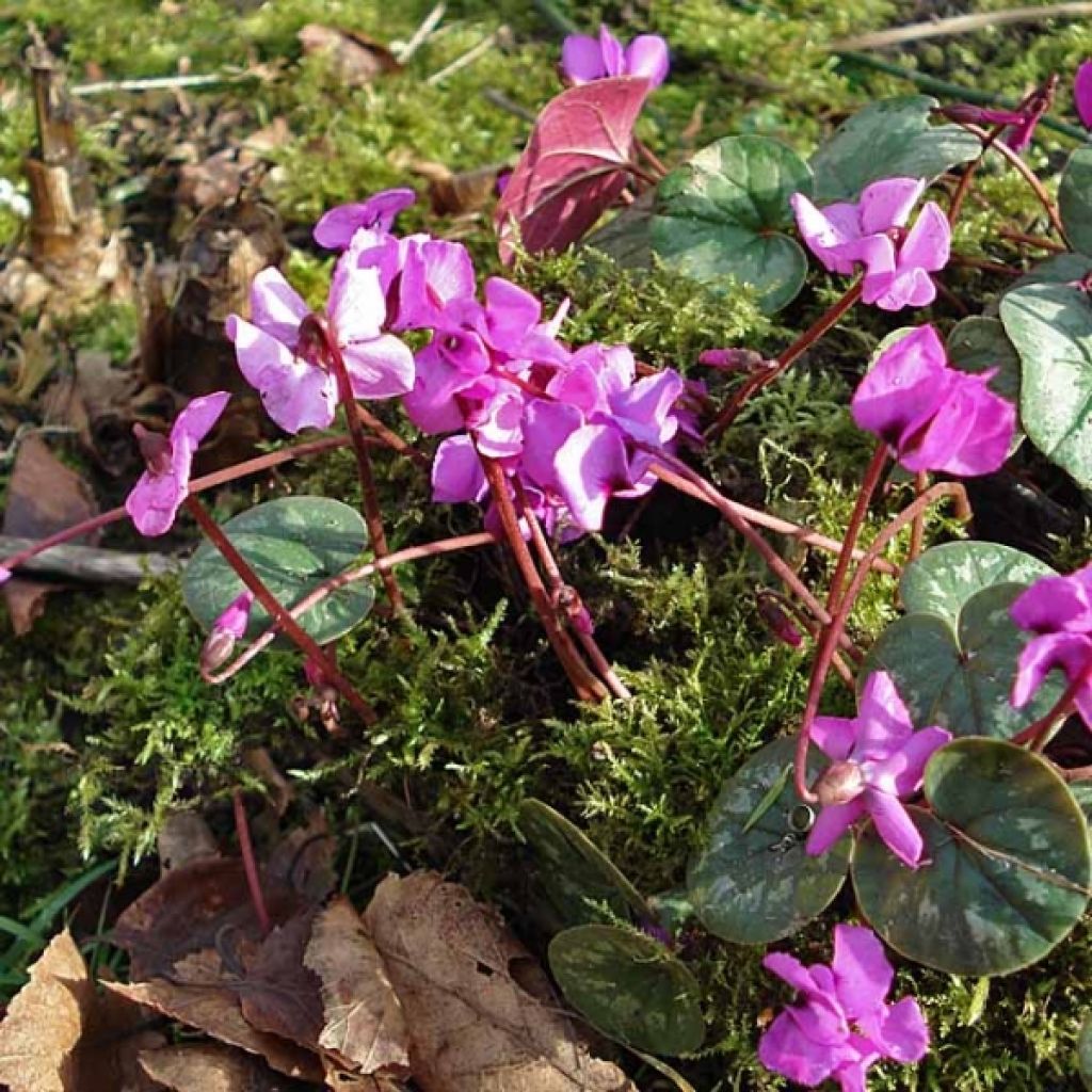Cyclamen coum Rosa