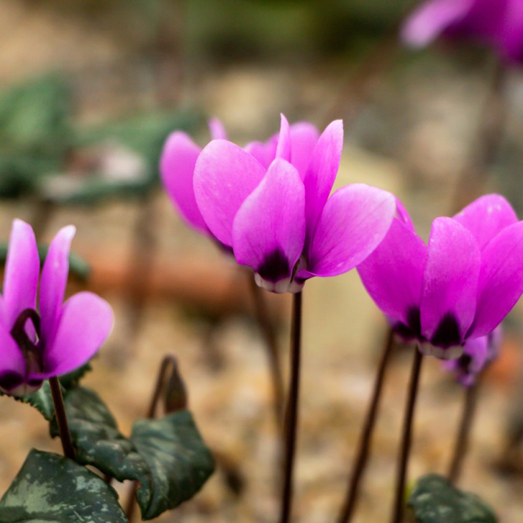 Cyclamen coum Rosa