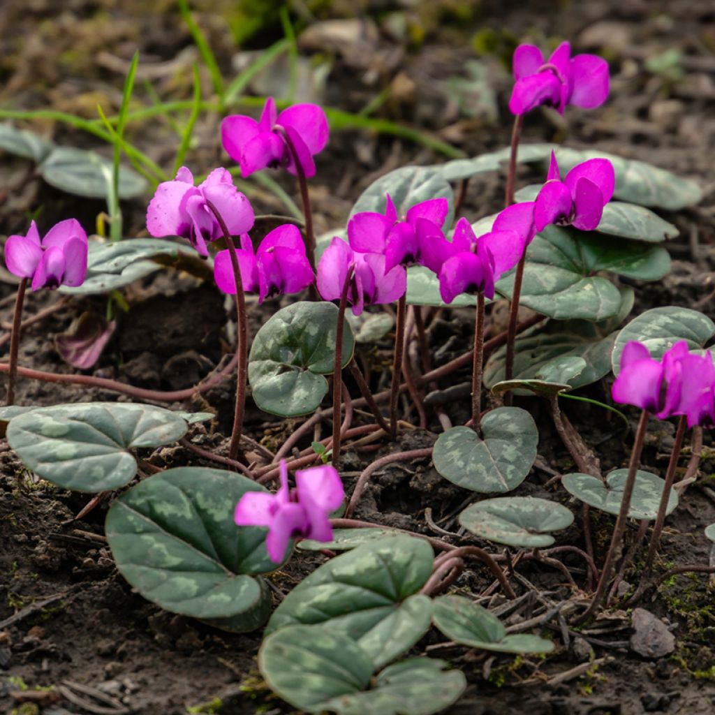 Cyclamen coum Rosa