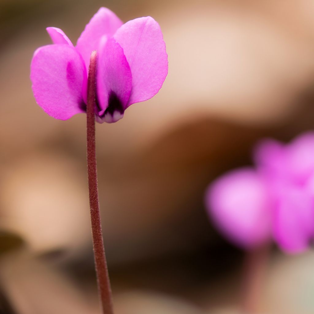 Cyclamen coum Rosa