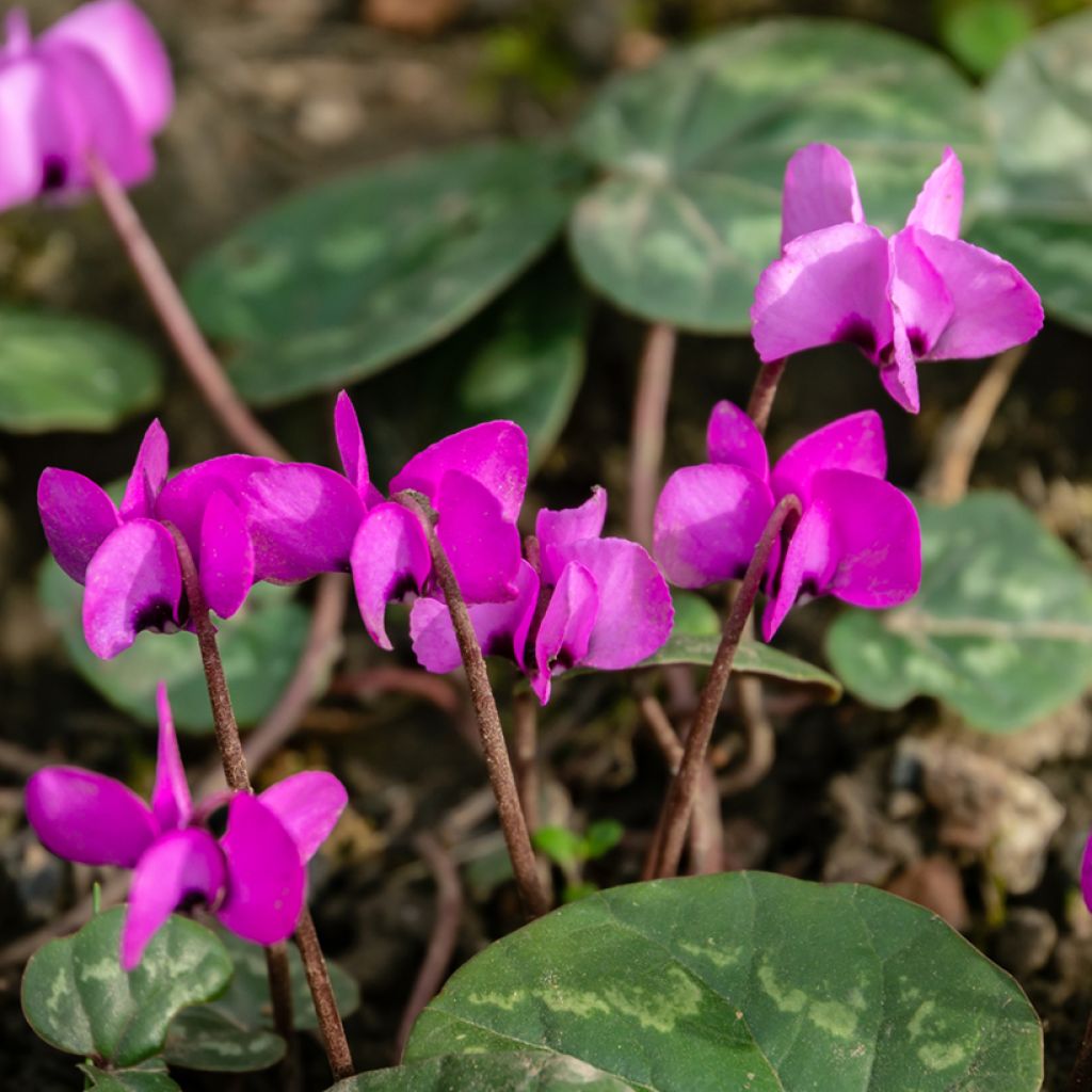 Cyclamen coum Rosa
