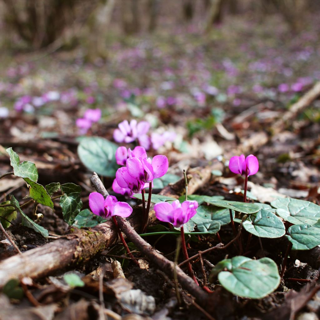 Cyclamen coum Rosa