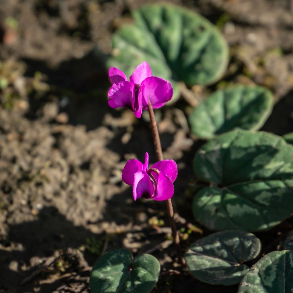 Cyclamen coum Rosa