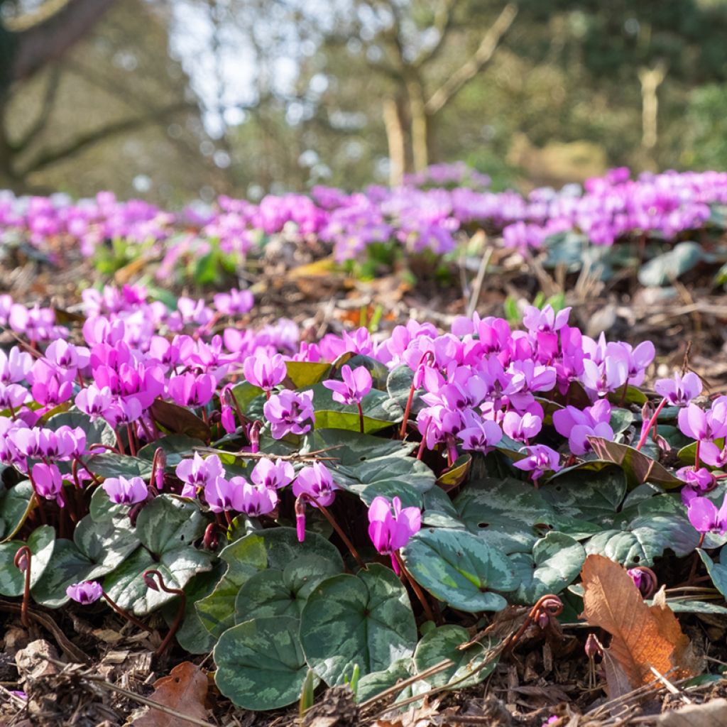 Cyclamen coum Rosa
