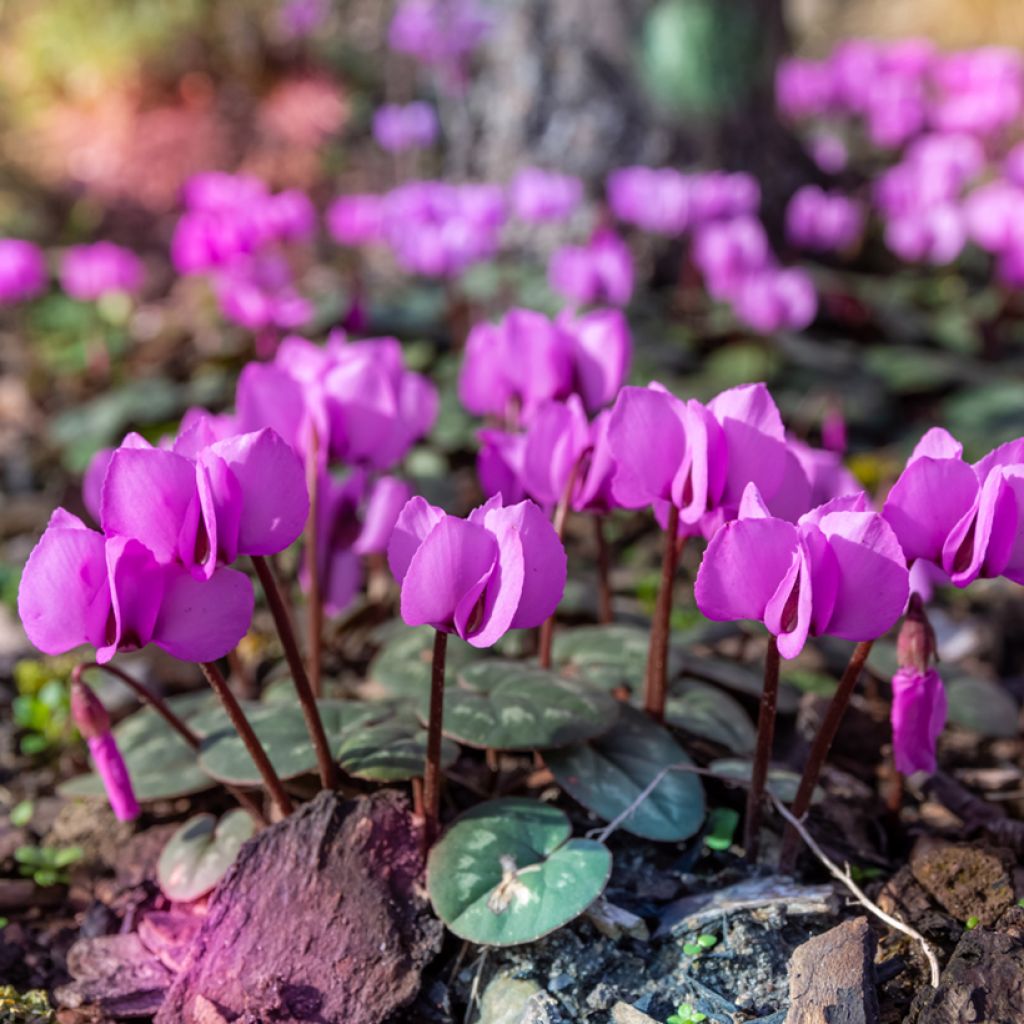 Cyclamen coum Rosa