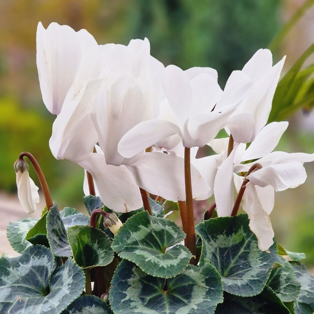 Cyclamen persicum blanco