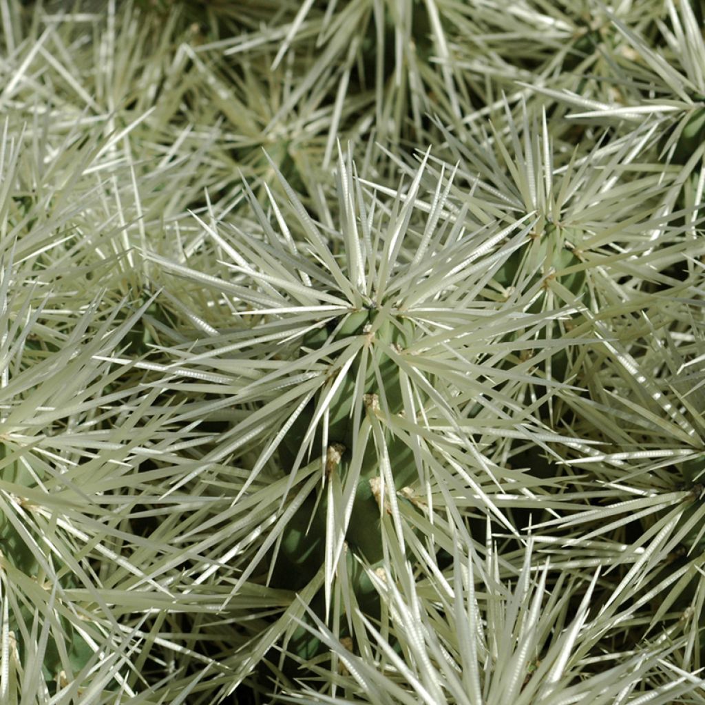 Cylindropuntia ou Opuntia tunicata