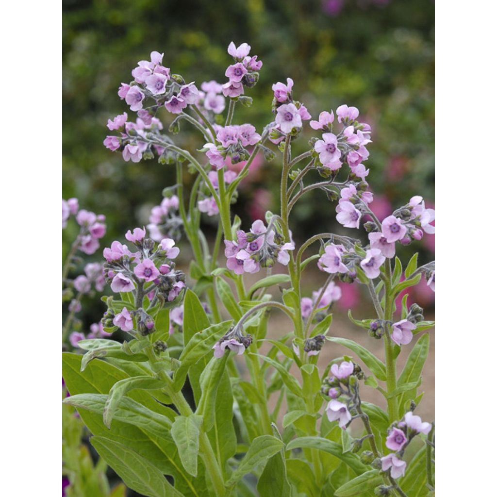 Cynoglossum zeylanicum Mystery Rose (semillas) - Lengua de perro