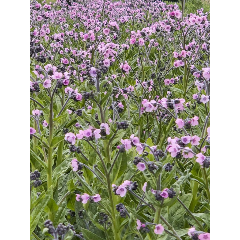Cynoglossum zeylanicum Mystery Rose (semillas) - Lengua de perro
