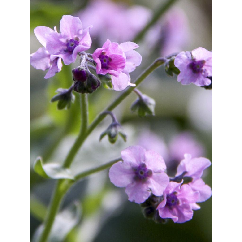 Cynoglossum zeylanicum Mystery Rose (semillas) - Lengua de perro