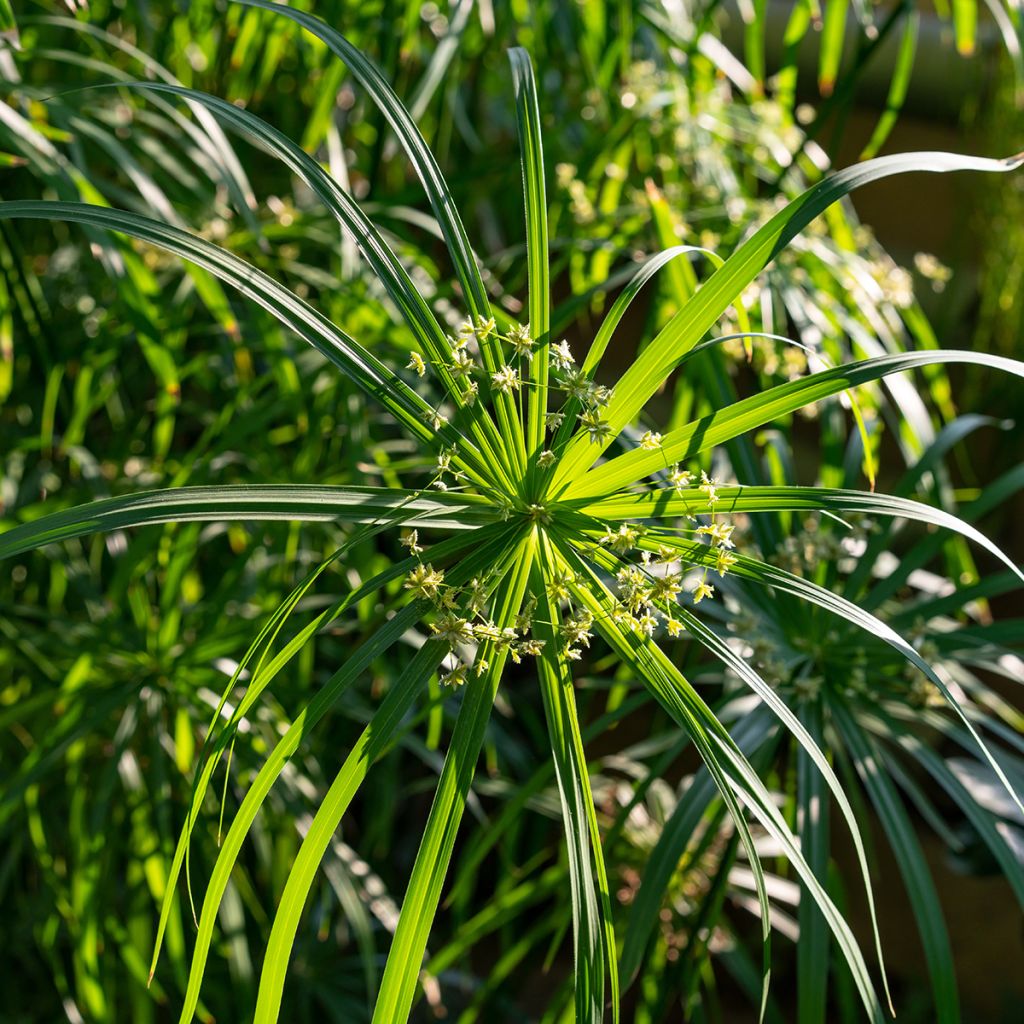 Cyperus involucratus - Paragüita
