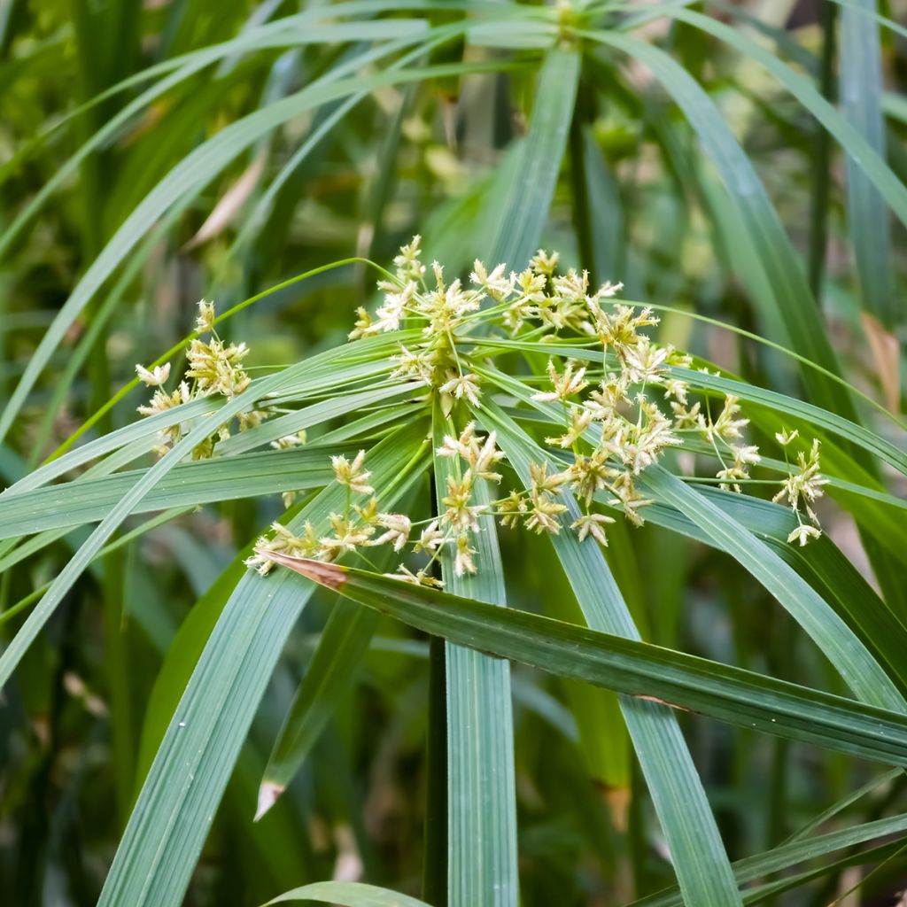 Cyperus alternifolius (semillas) - Paragüitas