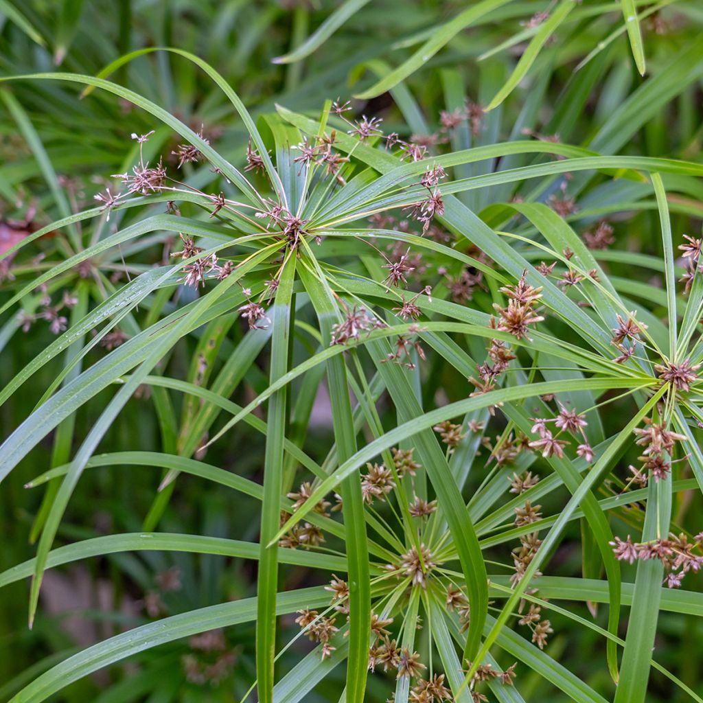 Cyperus alternifolius (semillas) - Paragüitas