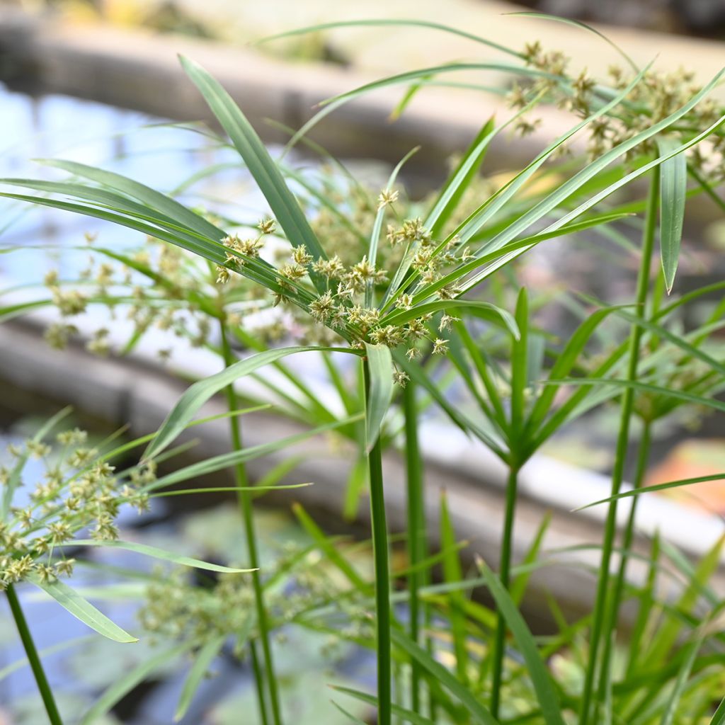 Cyperus alternifolius (semillas) - Paragüitas