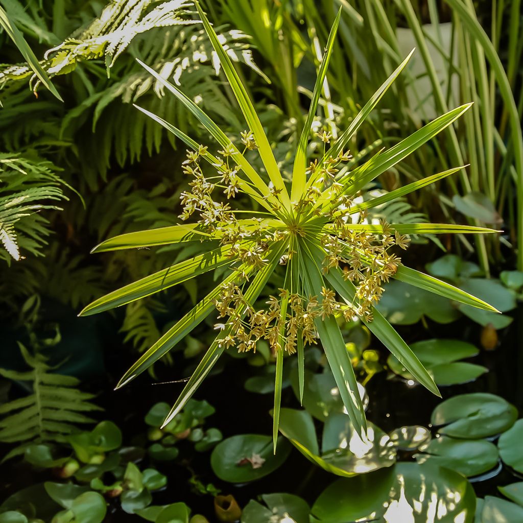 Cyperus alternifolius (semillas) - Paragüitas