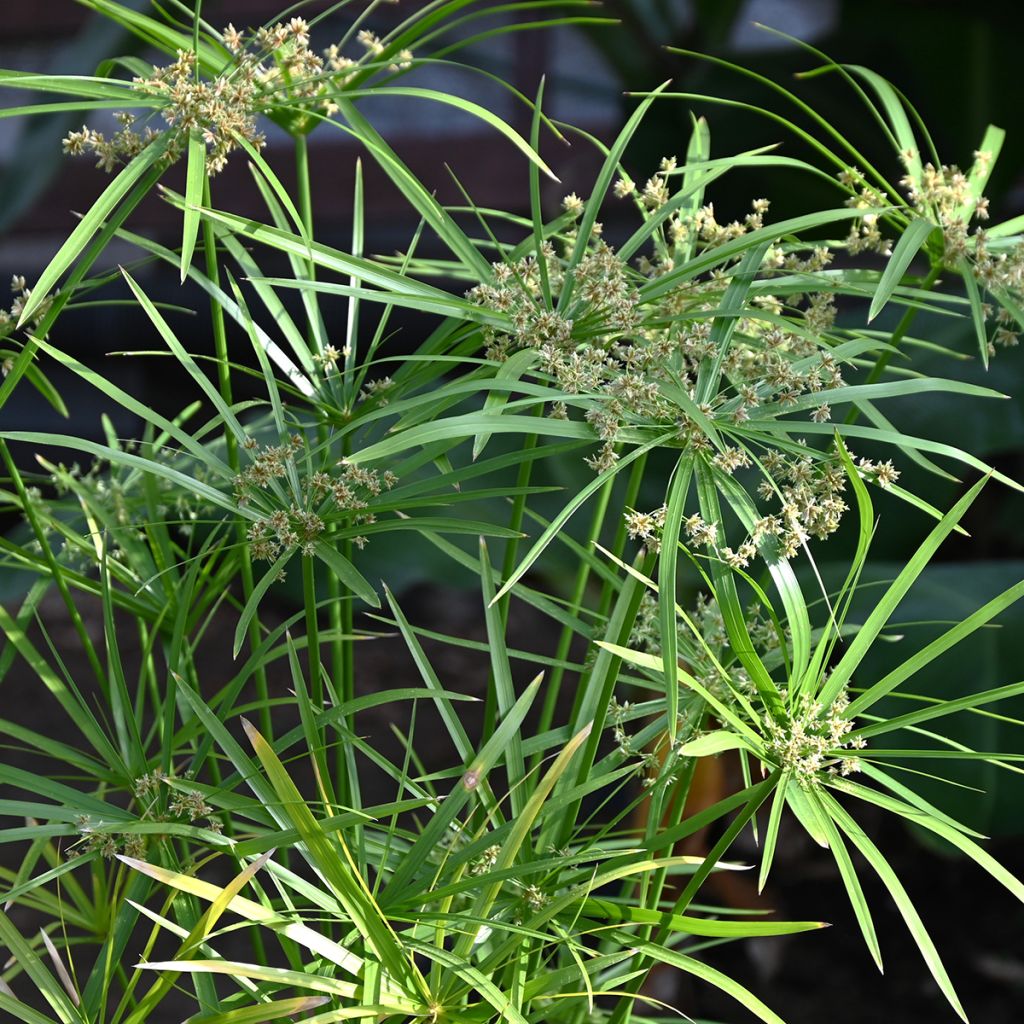 Cyperus alternifolius (semillas) - Paragüitas