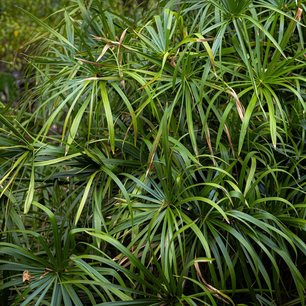 Cyperus alternifolius (semillas) - Paragüitas