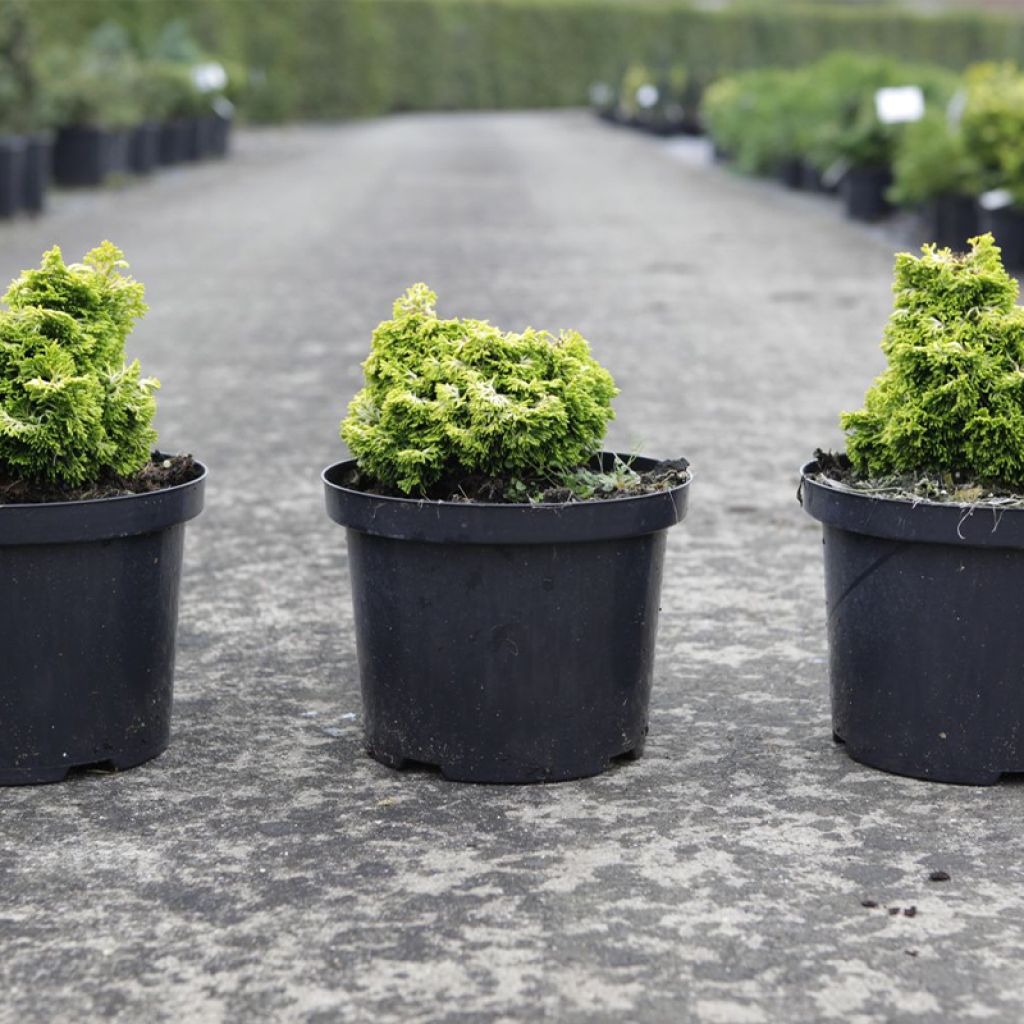 Chamaecyparis obtusa Butterball - Ciprés hinoki