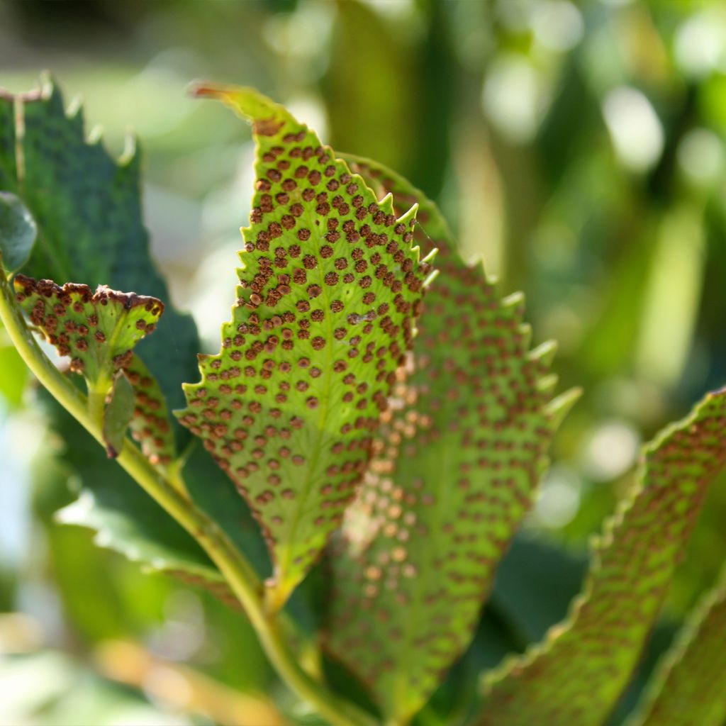 Cyrtomium falcatum - Cirtomio