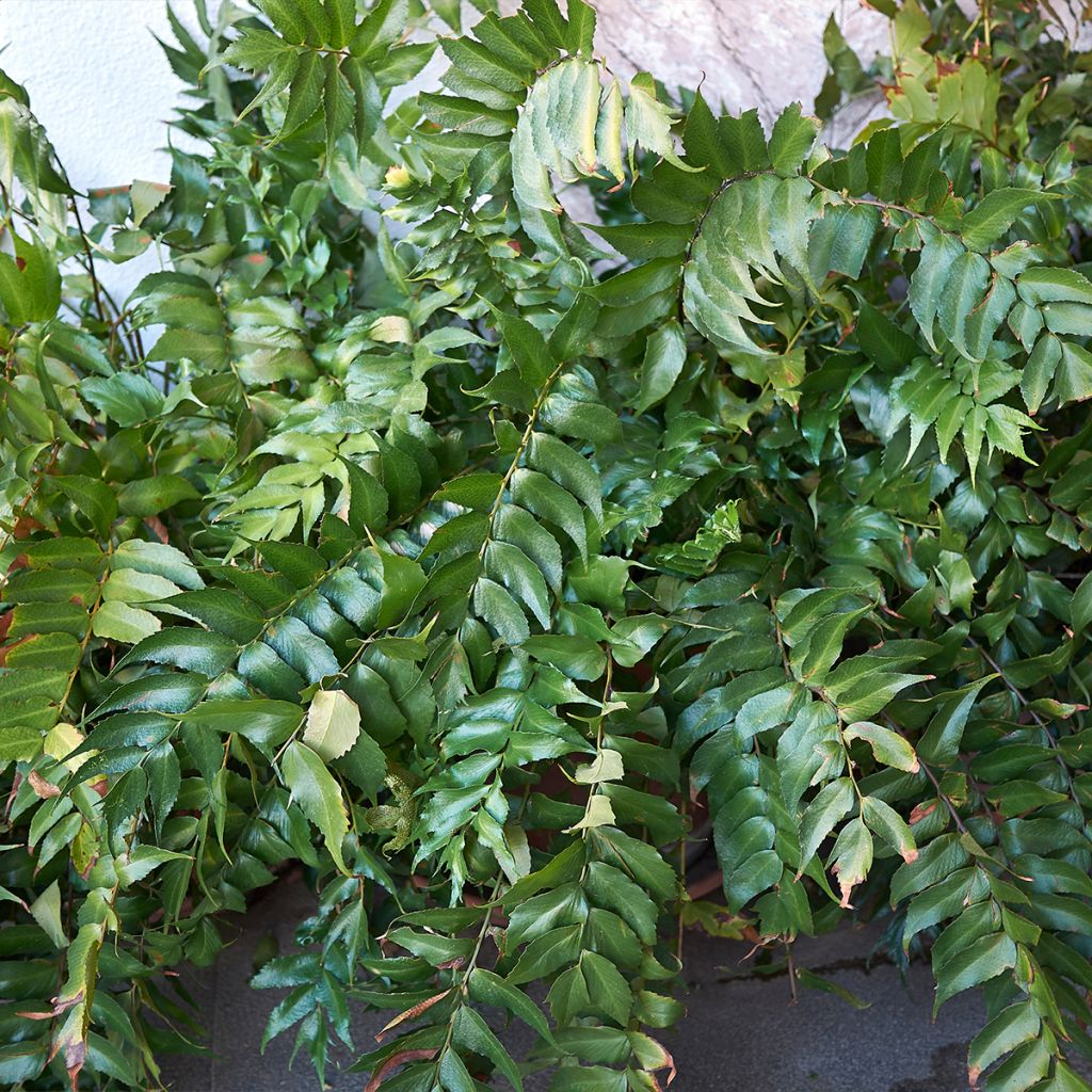Cyrtomium falcatum - Cirtomio