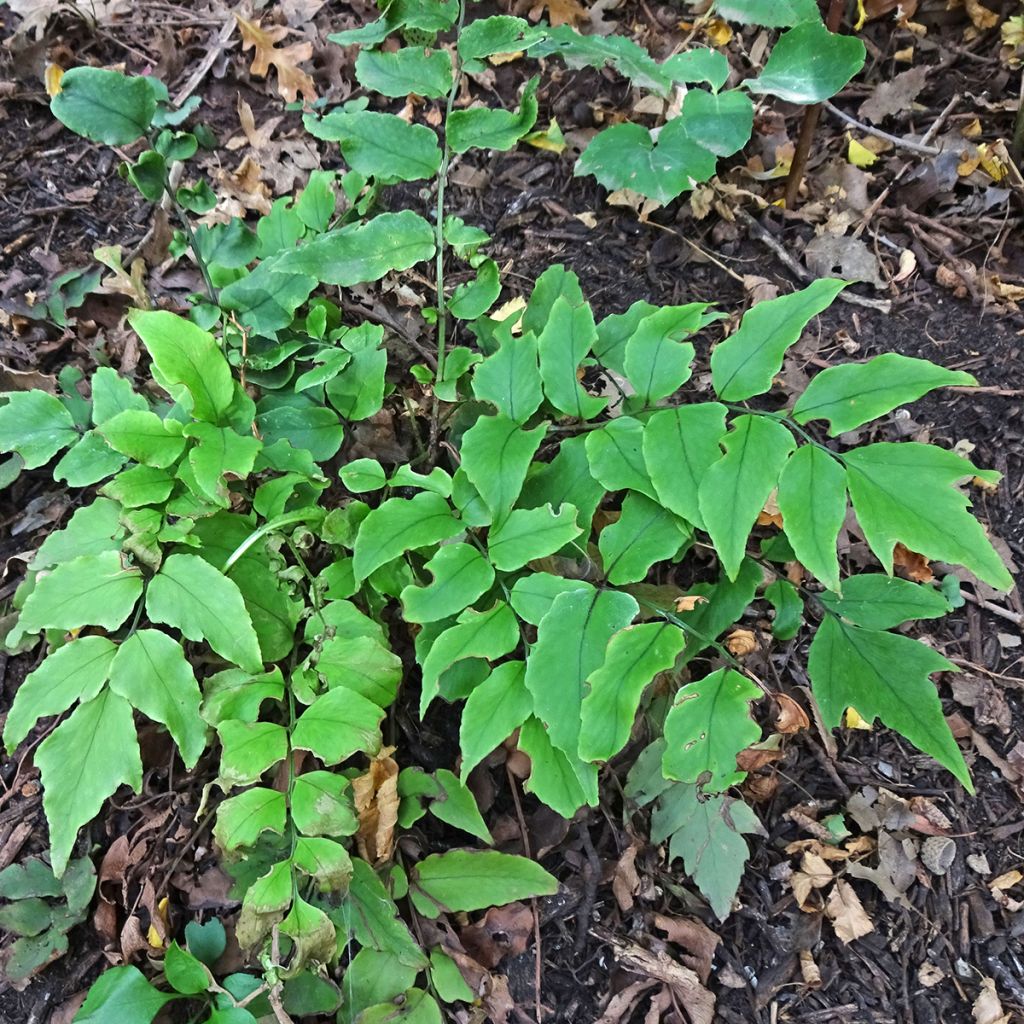 Cyrtomium fortunei - Helecho acebo de la fortuna