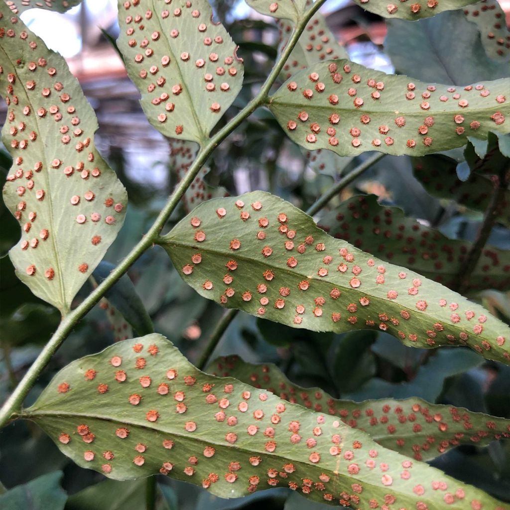 Cyrtomium fortunei - Helecho acebo de la fortuna