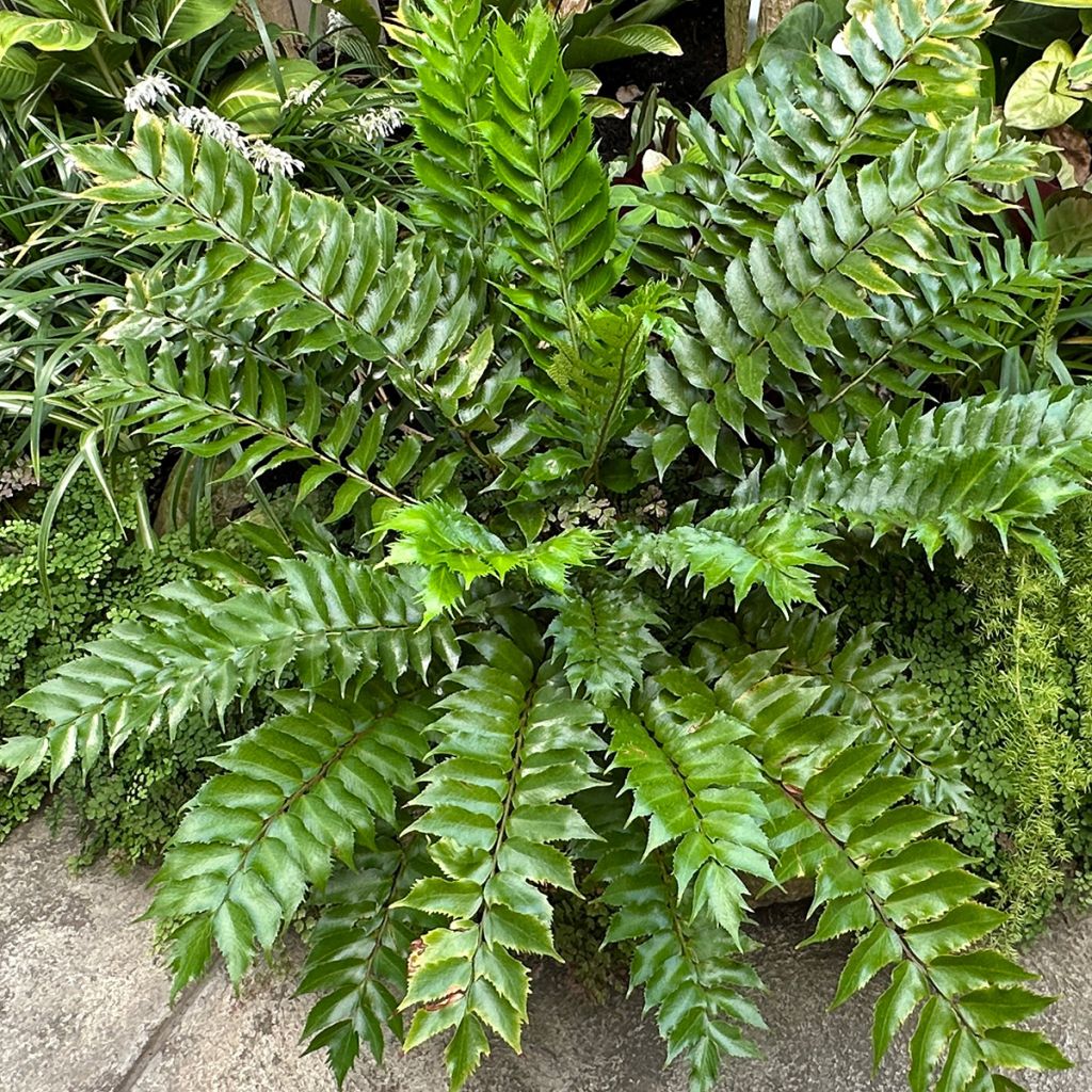 Cyrtomium falcatum - Cirtomio