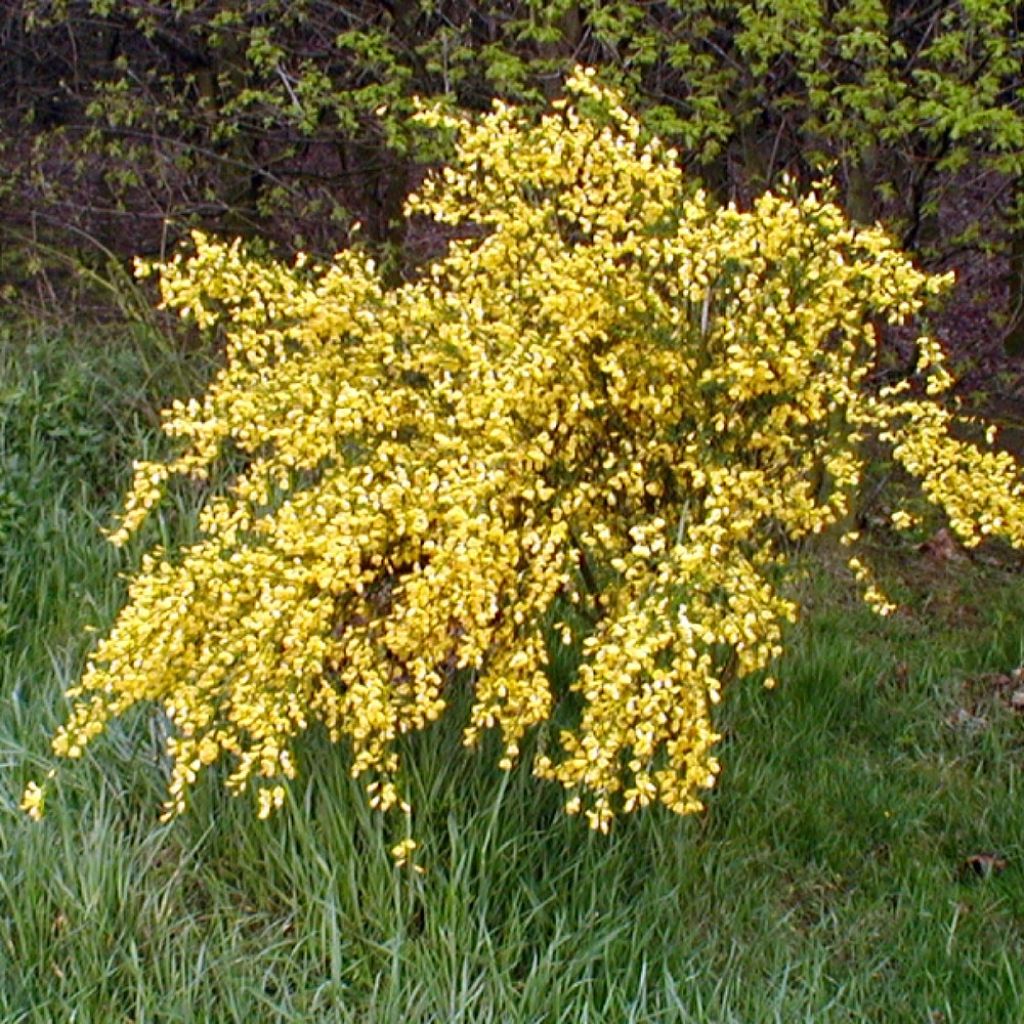 Retama negra Golden Sunlight - Cytisus scoparius