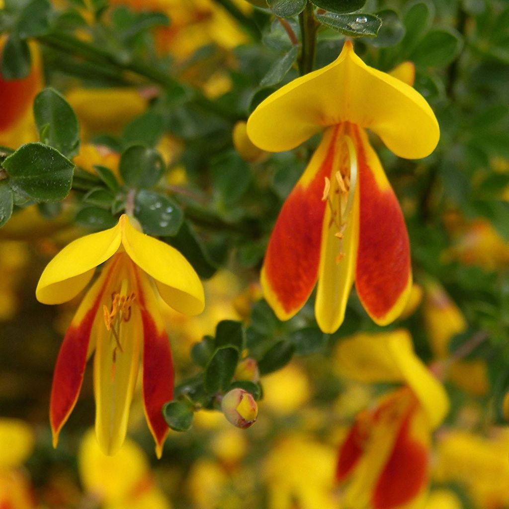 Retama negra Palette - Cytisus scoparius