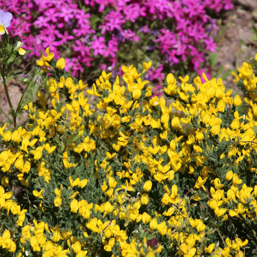 Cytisus decumbens - Ginesta