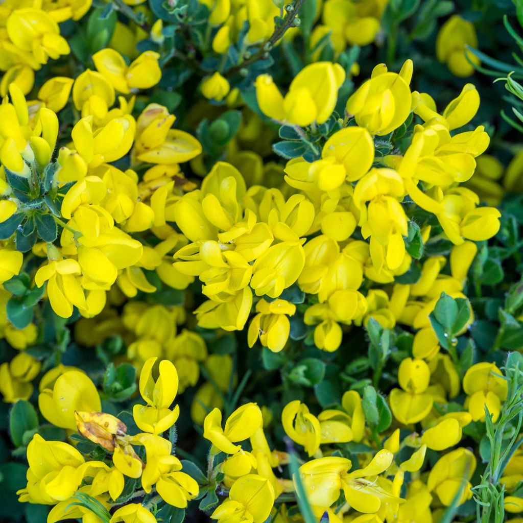 Cytisus decumbens - Ginesta