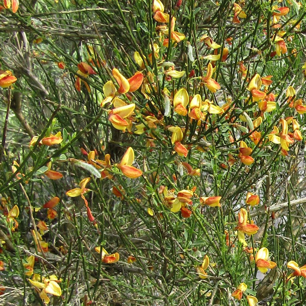 Retama negra Apricot Gem - Cytisus scoparius