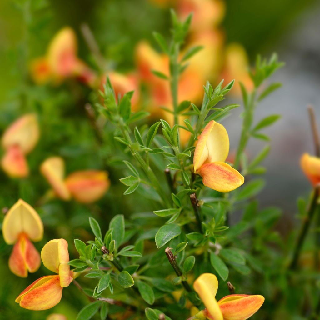 Retama negra Apricot Gem - Cytisus scoparius