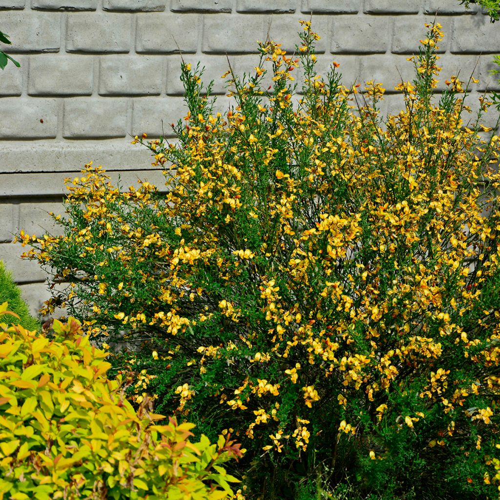 Retama negra Apricot Gem - Cytisus scoparius