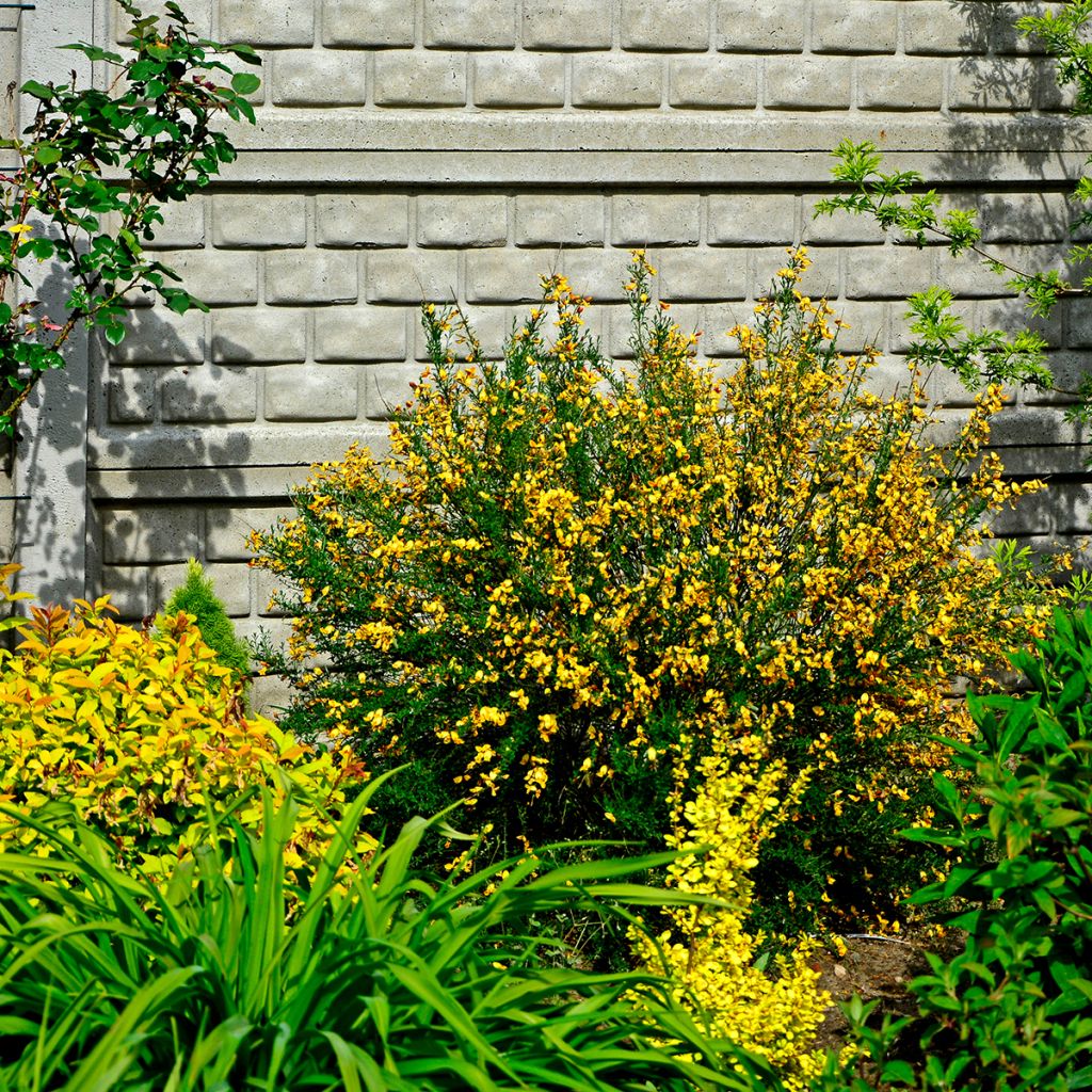 Retama negra Apricot Gem - Cytisus scoparius