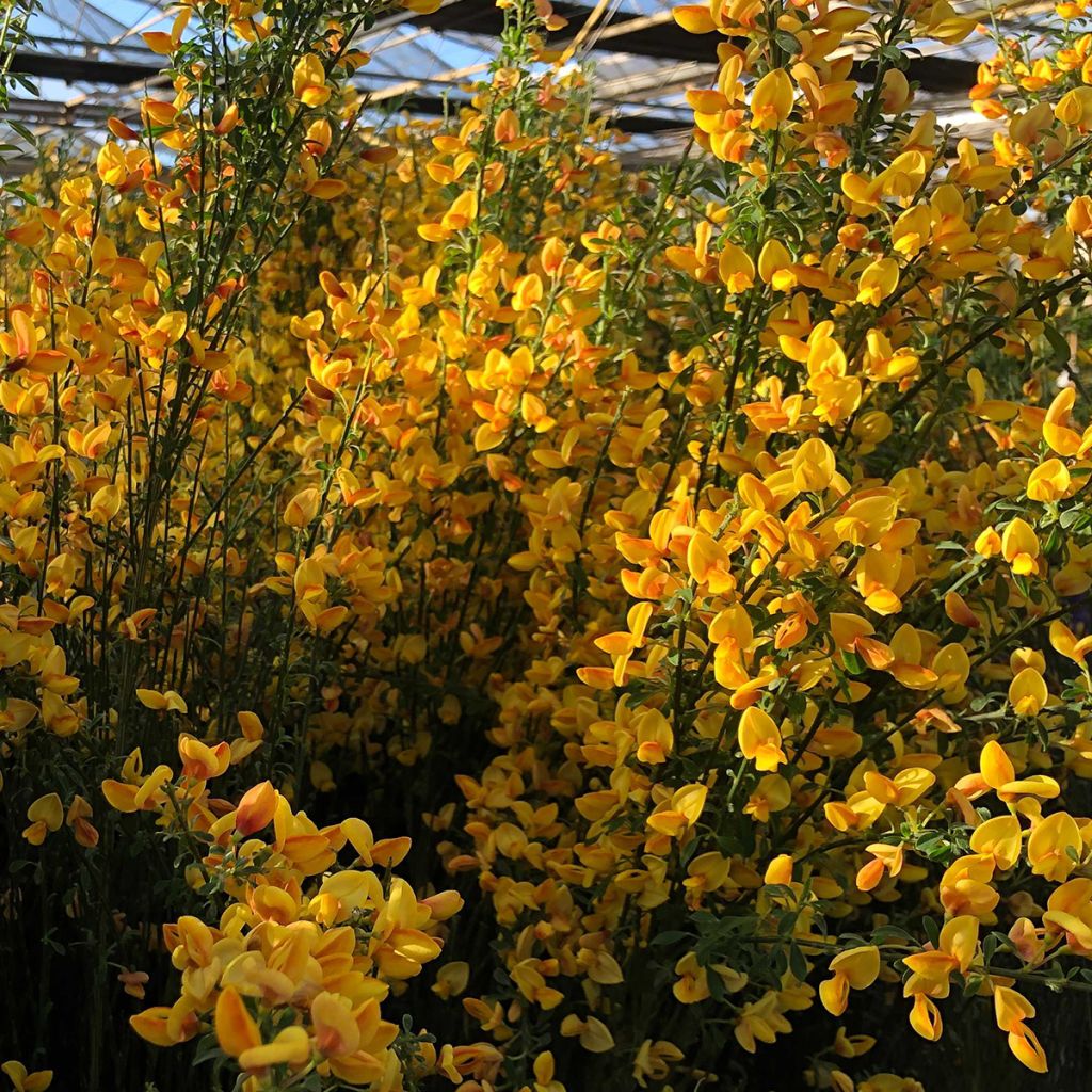 Retama negra Apricot Gem - Cytisus scoparius