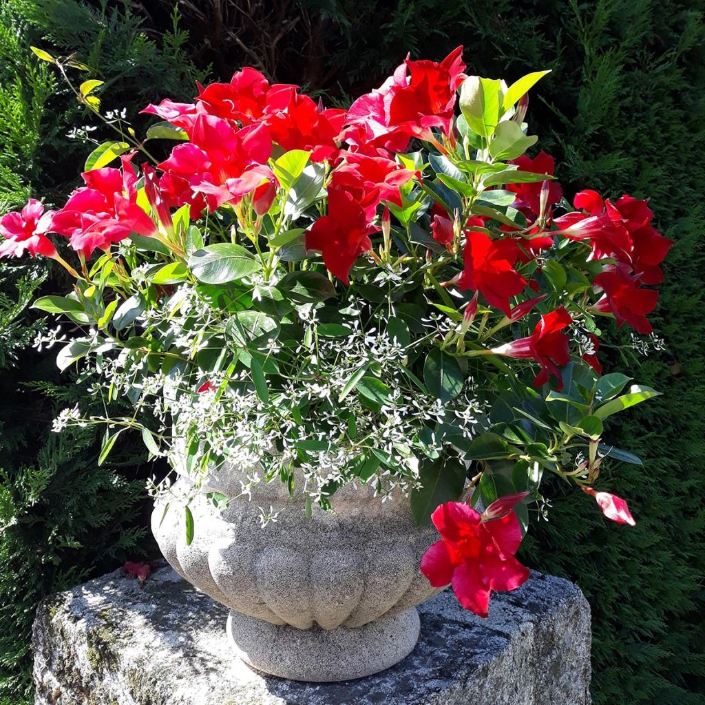 Dipladenia Diamantina Jade Red - Mandevilla