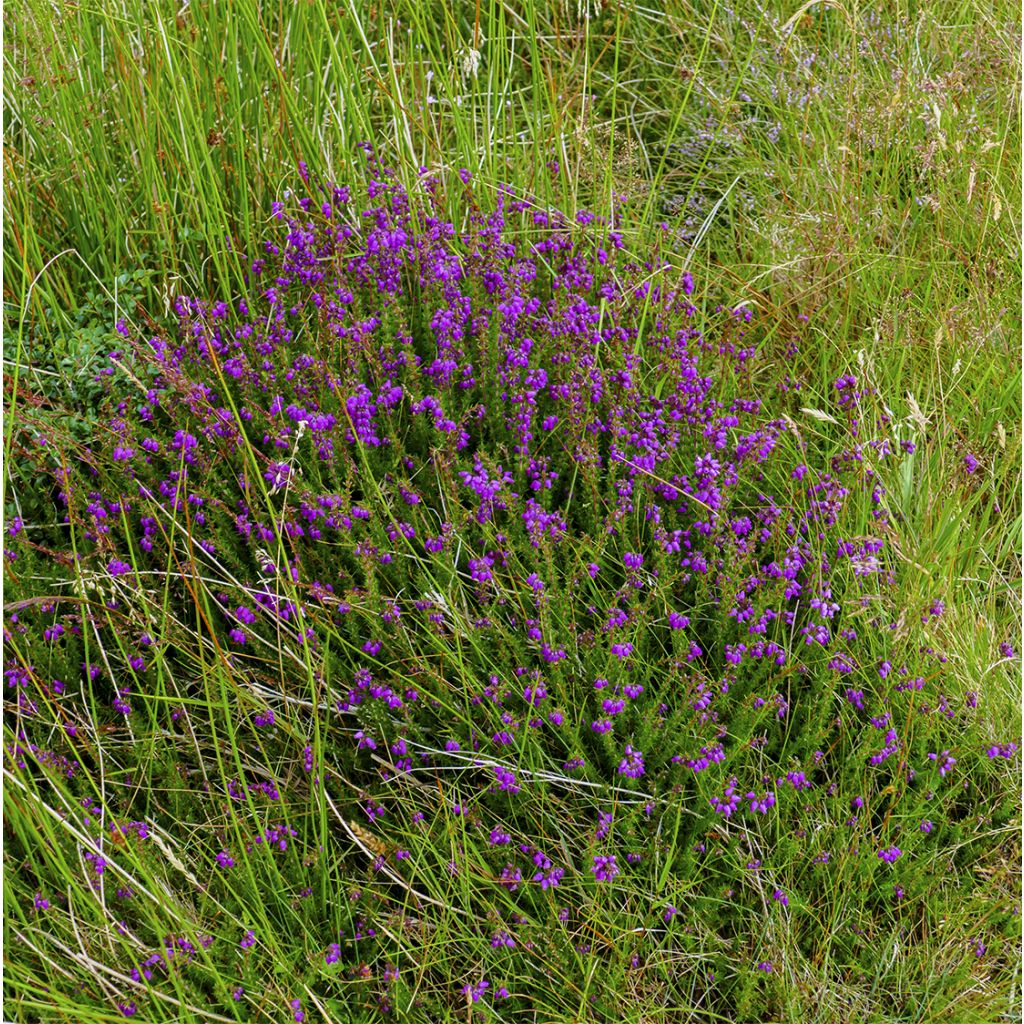 Daboecia cantabrica Purpurea