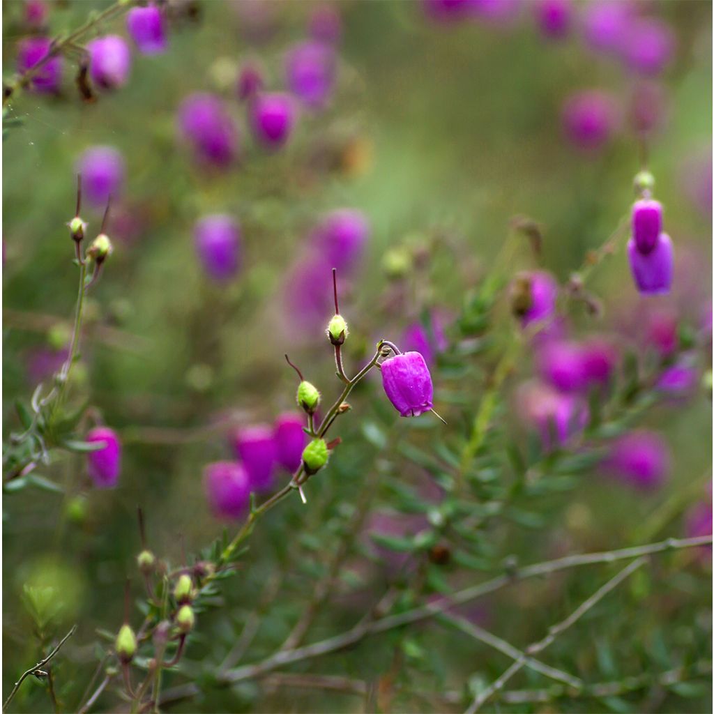 Daboecia cantabrica Purpurea