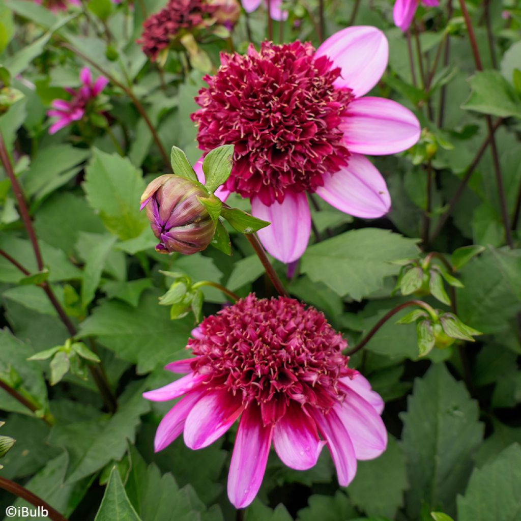 Dalia Flor de Anémona Poodle Skirt