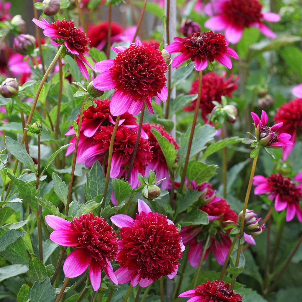 Dalia Flor de Anémona Poodle Skirt