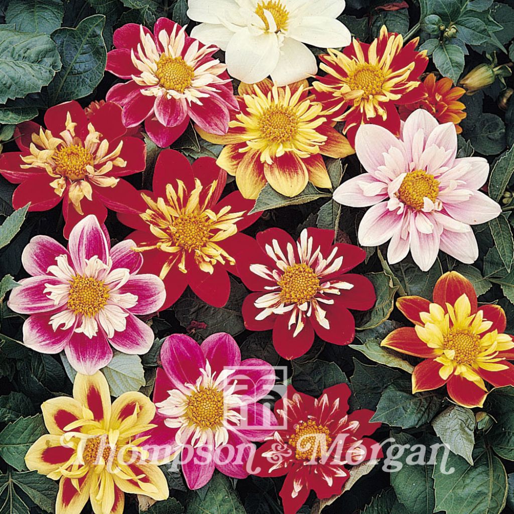 Dahlia Collarette Dandy