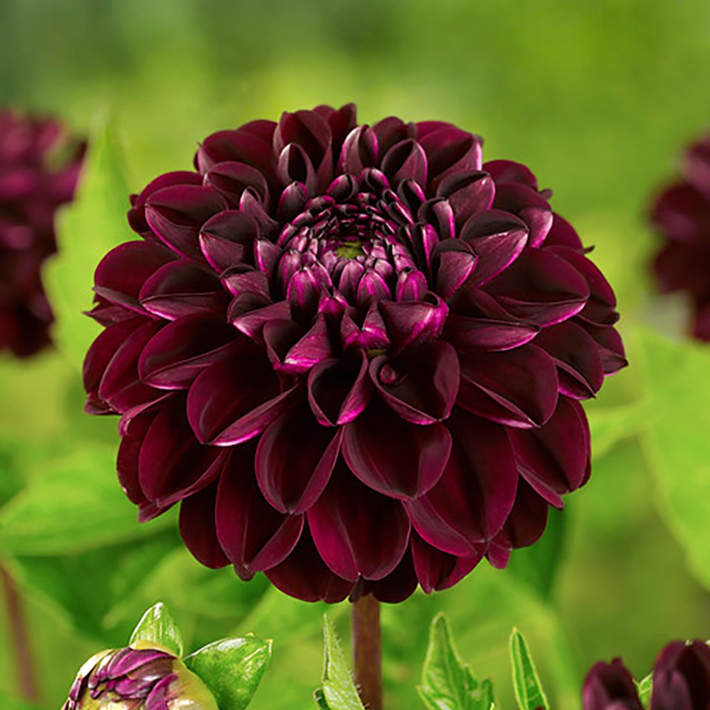 Dalia bola Dark Spirit