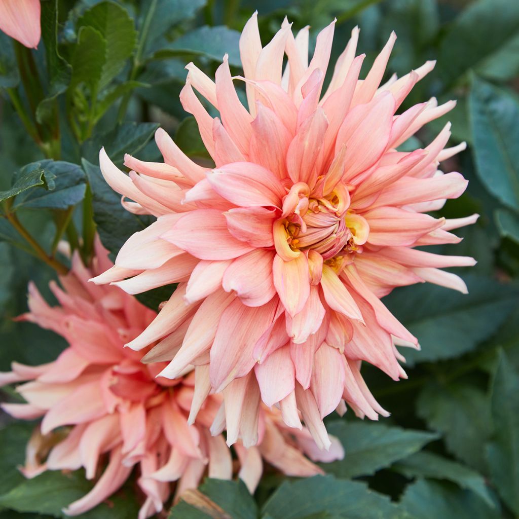 Dalia decorativa Big Brother