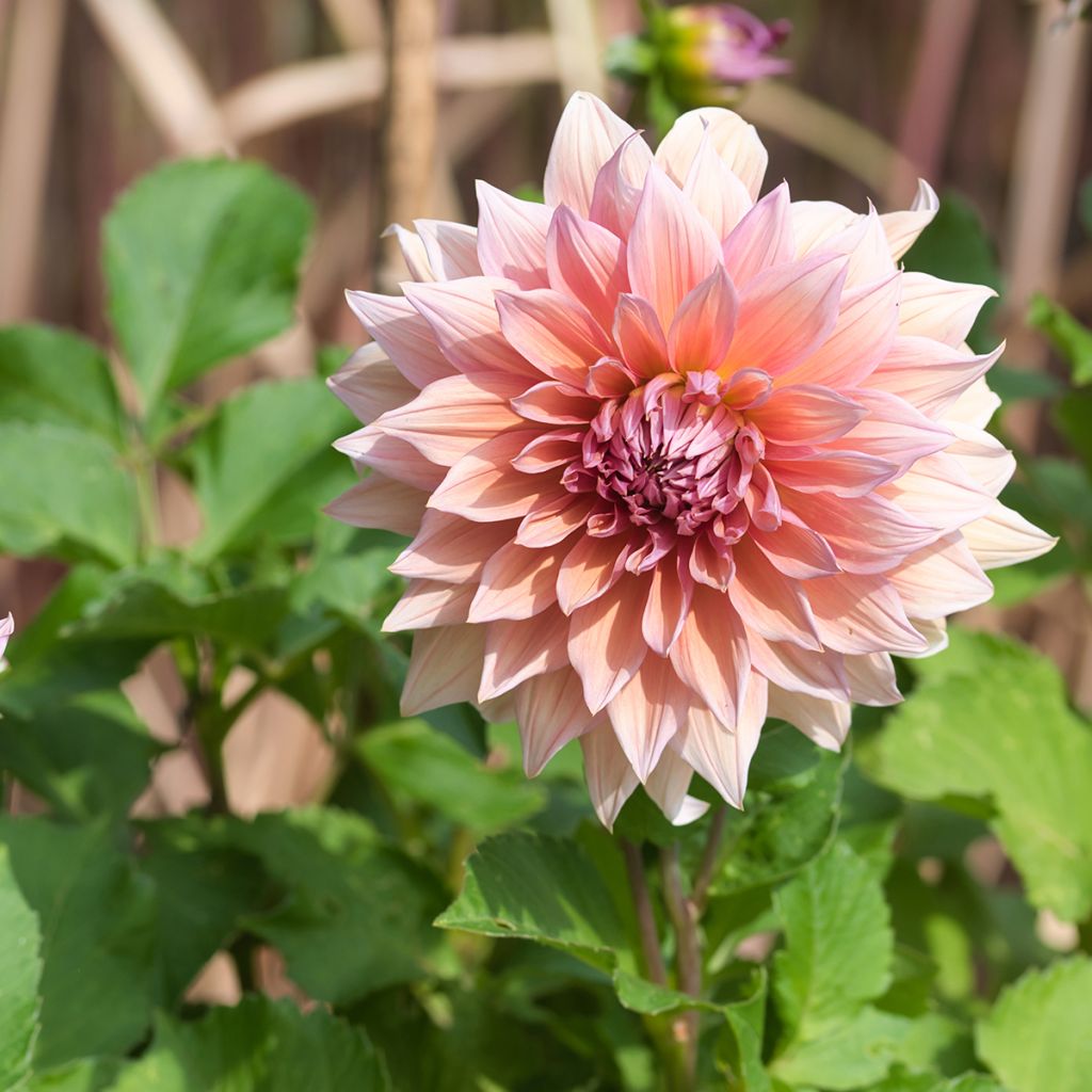 Dalia decorativa Mango Madness