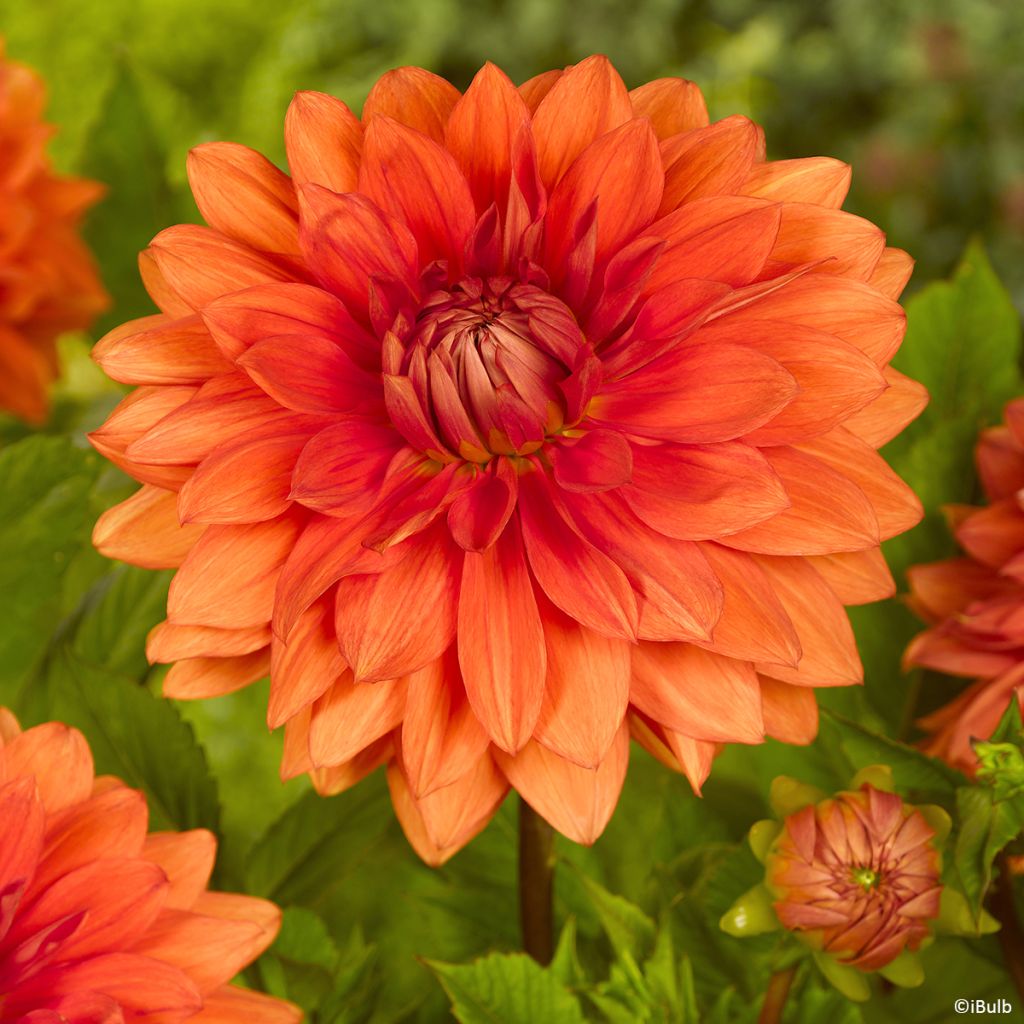 Dalia decorativa Mrs Eileen