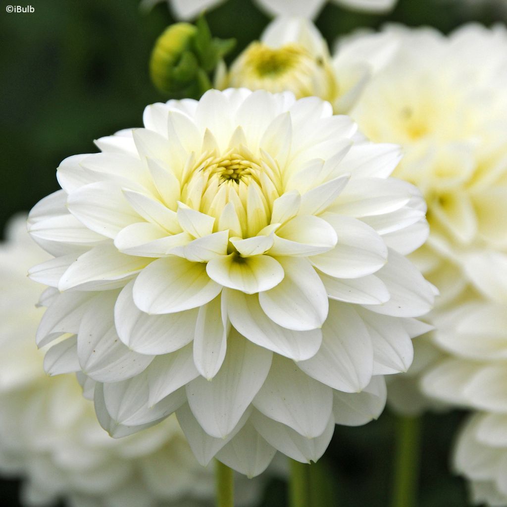 Dalia decorativa Karma Serena