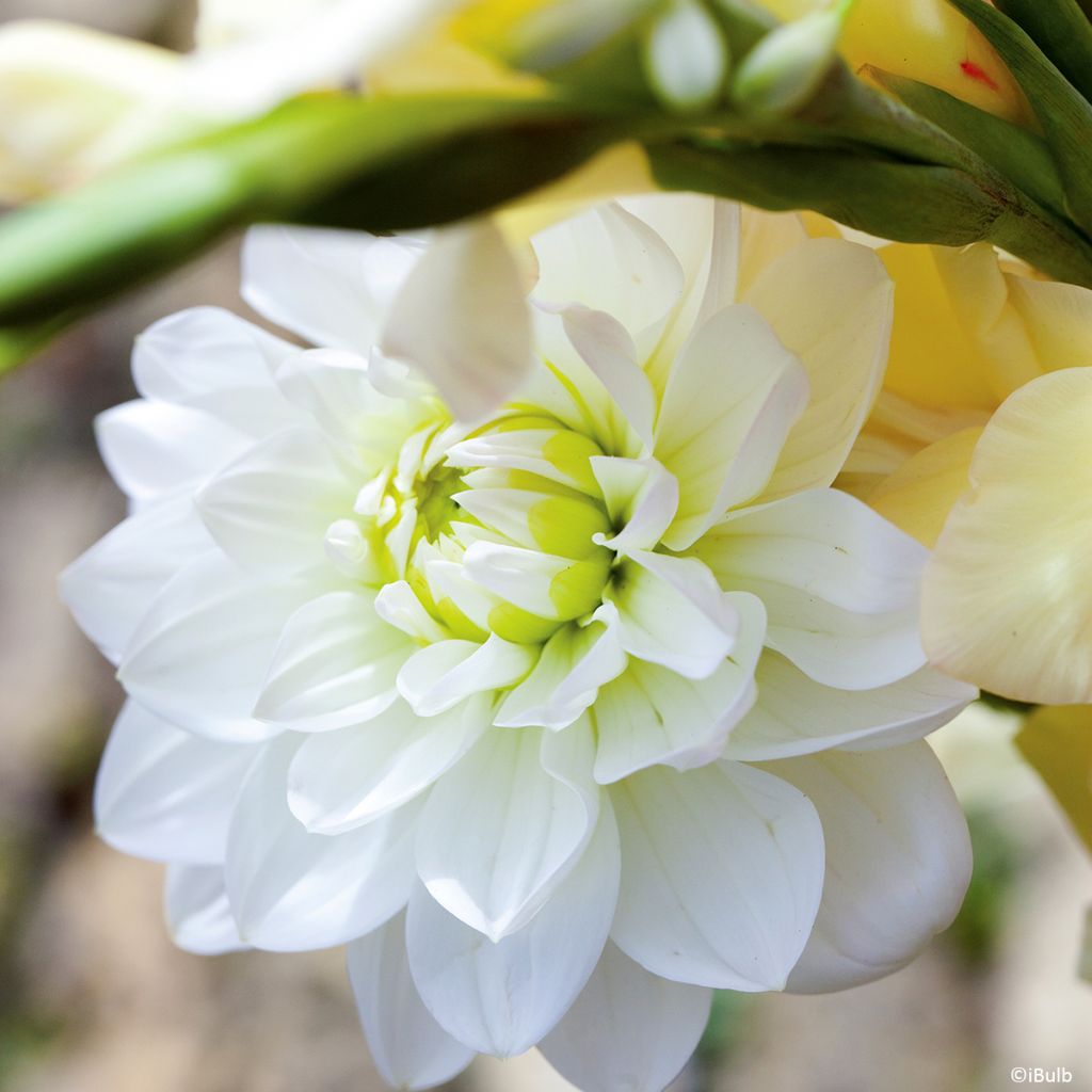 Dalia decorativa Karma Serena