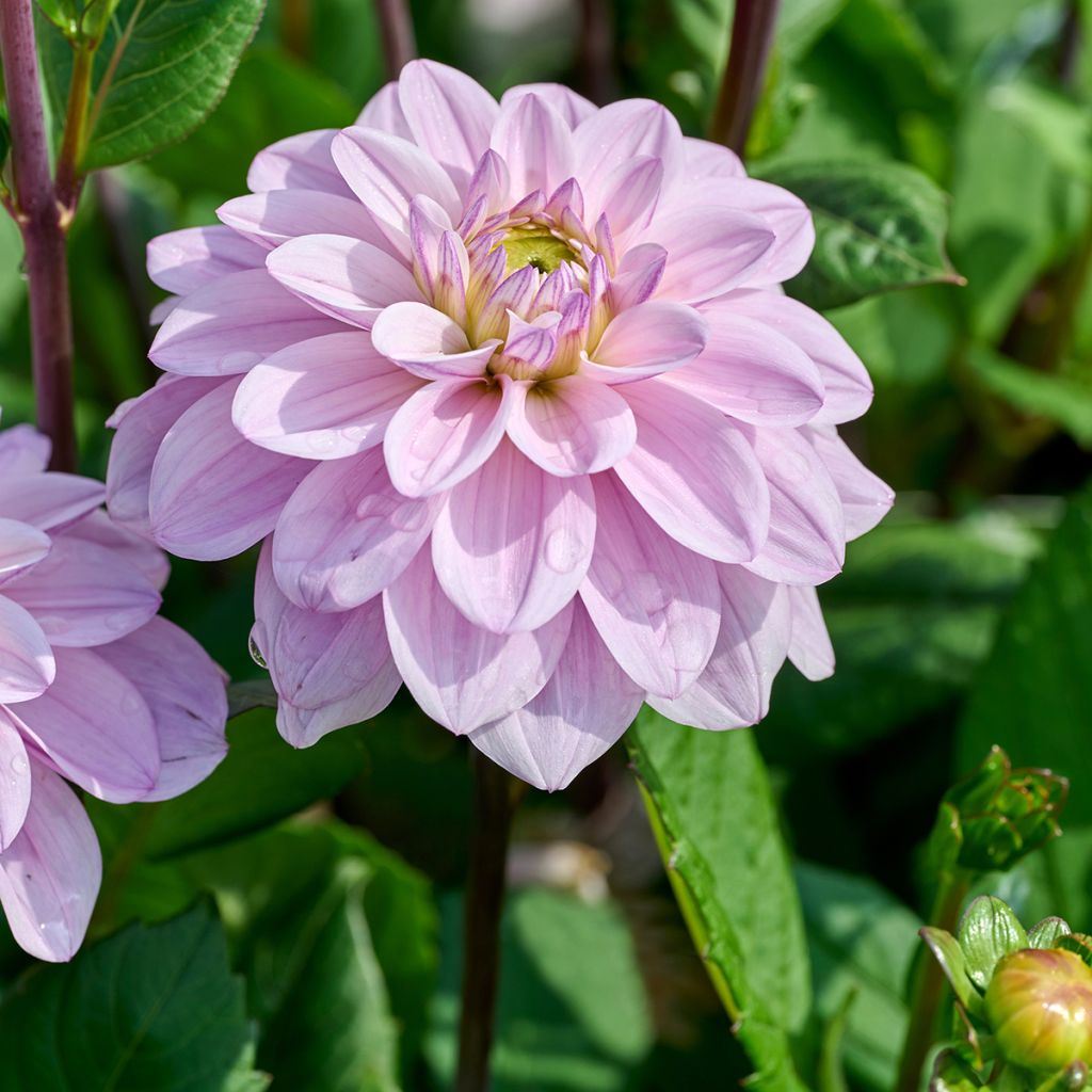 Dalia decorativa Sweet Surprise